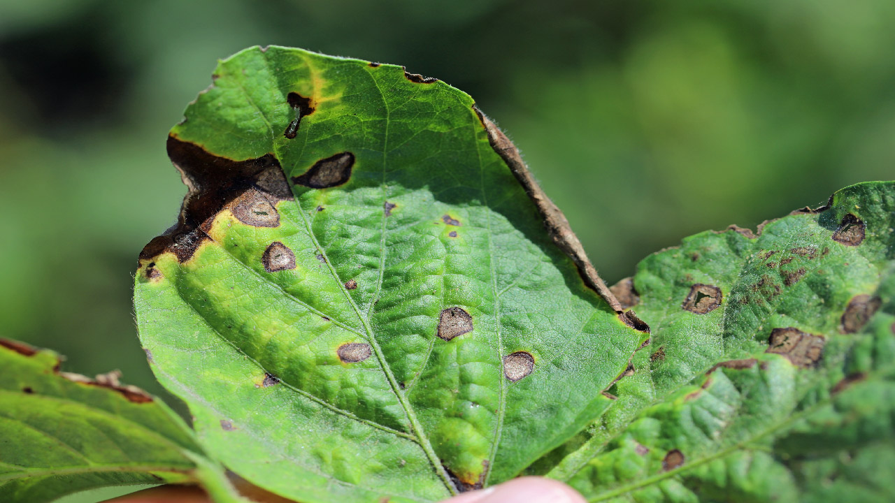 Plant Disease Classification